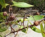 Knopfmangrove - Conocarpus erectus