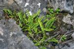 Braunstieliger Streifenfarn - Asplenium trichomanes