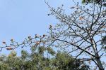 Asiatischer Kapokbaum - Bombax ceiba