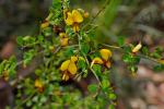 : - Bossiaea obcordata