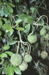 : - Capparis mitchellii