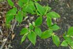 : - Alnus pendula