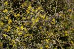 Zickzackstrauch - Corokia cotoneaster