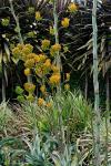 :-Agave gypsophila