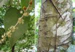 : - Croton draco