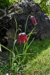 Schachblume - Fritillaria meleagris