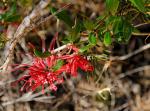 : - Grevillea speciosa