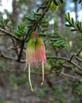 : - Homoranthus darwinioides
