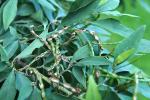 :-Indigofera ammoxylon