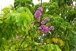 Königinblume - Lagerstroemia speciosa