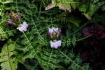 Gebirgs-Akanthus - Acanthus montanus