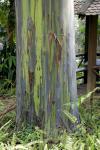 Regenbogenbaum-Eucalyptus deglupta