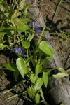 : - Monochoria vaginalis