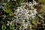 : - Olearia erubescens