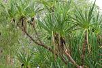 : - Pandanus aquaticus