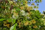 : - Pararchidendron pruinosum