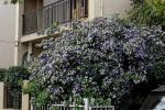 Gestern-Heute-Morgen-Pflanze
- Brunfelsia australis