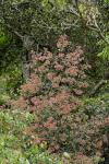 : - Ceratopetalum gummiferum
