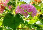 : - Dombeya burgessiae