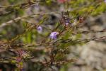 : - Hemigenia purpurea