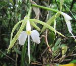 :-Epidendrum parkinsonianum