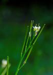 Behaartes Schaumkraut - Cardamine hirsuta