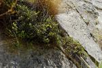 : - Muehlenbeckia axillaris