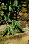 : - Peperomia tetragona