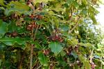 : - Pittosporum ralphii