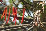 : - Erythrina lanceolata
