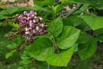 :-Pongamia pinnata