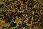 : - Potamogeton cheesemanii