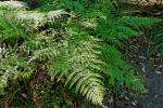 : - Pteris tremula