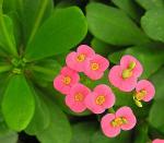 Christusdorn - Euphorbia milii