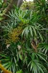 Niedere Steckenpalme - Rhapis humilis