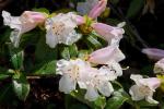 : - Rhododendron lindleyi