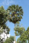 : - Livistona speciosa