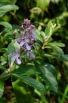 : - Rotheca serrata