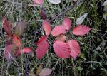 :-Rubus rigidus