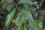 : - Salix tetrasperma