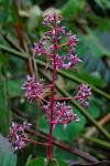 : - Ardisia paniculata