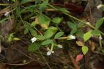 : - Canscora andrographioides