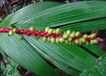 : - Geonoma cuneata