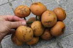 : - Baccaurea macrocarpa