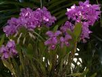 : - Guarianthe skinneri