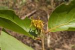 : - Dendrophthoe pentandra