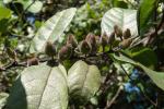 : - Ficus coronata