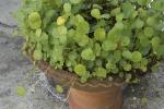 Amerikanischer Wassernabel - Hydrocotyle verticillata