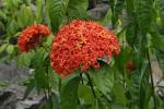 :-Ixora casei