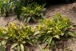 Japanischer Ingwer - Alpinia japonica